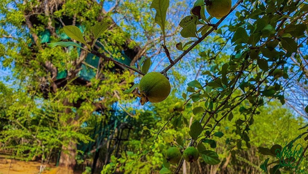 Hotel Yala Beddegama Eco Kataragama Zewnętrze zdjęcie