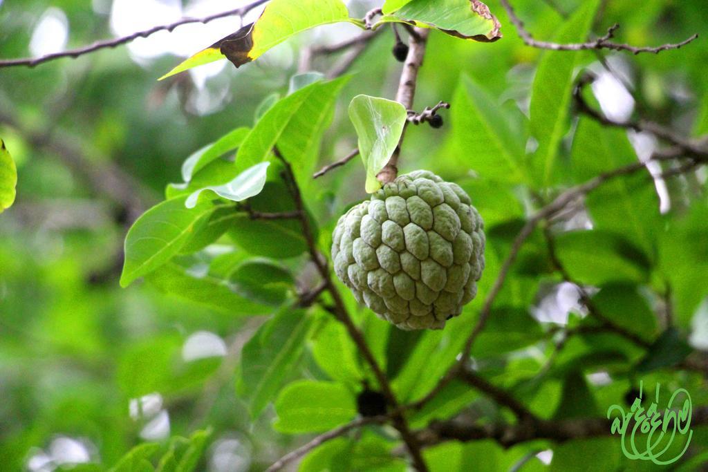 Hotel Yala Beddegama Eco Kataragama Zewnętrze zdjęcie