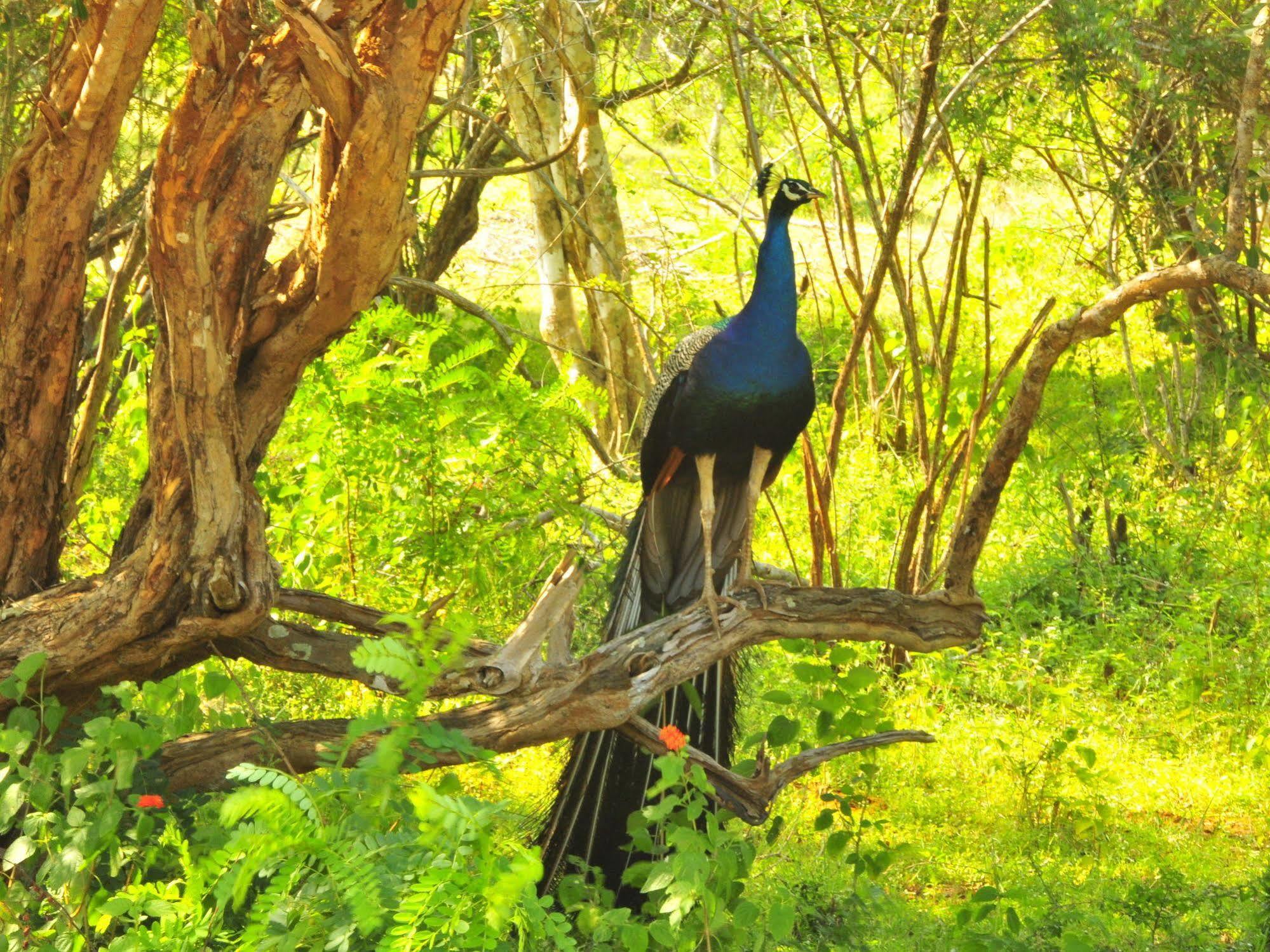 Hotel Yala Beddegama Eco Kataragama Zewnętrze zdjęcie